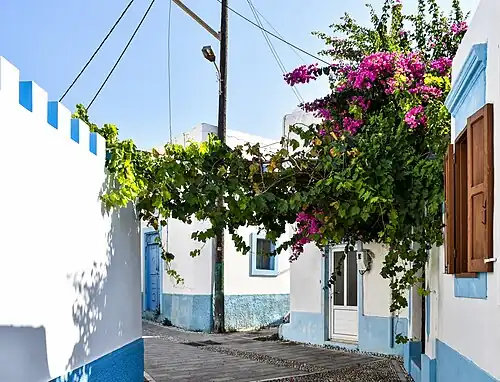 Bougainvillea growing between buildings