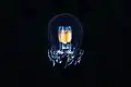 Bougainvillia superciliaris is a marine invertebrate, a species of athecate hydroid hydrozoan jellyfish.