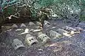 Penguin colony