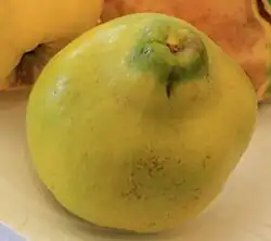 'Bourgeat' cultivar