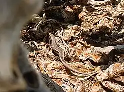 Bojer Skink on Ile Aux Fouquets