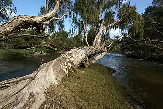 Bowen River at Newlands, 2009