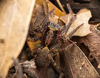 B. argentipes in Singapore