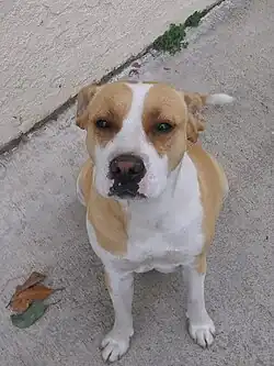 Image 30Boxer and Labrador Mix (from Dog breed)
