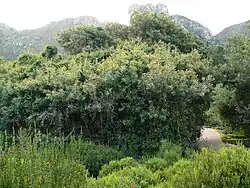 A Brabejum thicket growing on the slopes of Table Mountain