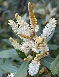 Detail of inflorescence