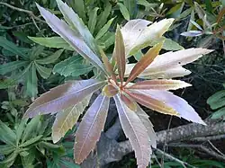 New leaves are soft, golden and velvety