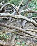 Underneath their canopy, older Brabejum trees form tangles of undulating trunks.