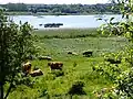 Pasture meadows with grazing cattle.