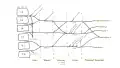 The brachial plexus, including all branches of the C5–T1 ventral primary rami. Includes mnemonics for learning the plexus's connections and branches.