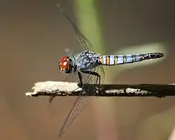 Female