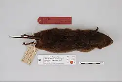 Photograph of a dead rodent from above. Next to it are several labels written on slips of paper
