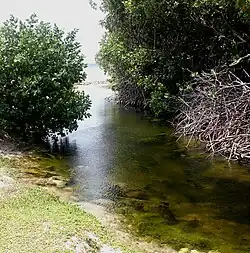 A stream surrounded by trees, flowing into the sea.