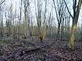 Bradnam Wood