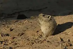 Brown rat