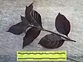 Ruled leaves