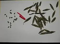 Pods and seeds