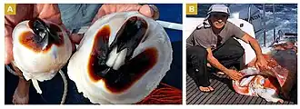 #655 (≤2018), Giant squid found dead in Bremer Canyon off southwestern Australia, possibly after being predated by killer whales. Photographs show a pair of giant squid beaks (A) and researcher John Totterdell holding a large mantle (B).