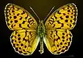 Dorsal side
