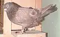 Breslaur brown hen