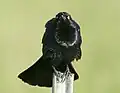 Male, Nevada, US