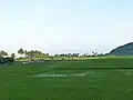 Ricefield at Barangay Biong