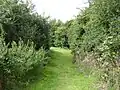 Bridge Wood