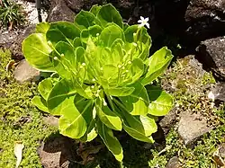 Flowers of the Brighamia insignis