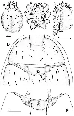 Brignolia parumpunctata (Simon, 1893). A. Carapace of male, dorsal view; B. Same, ventral view; C. Same, lateral view, arrow ① points at membranous tips; D. Ventral scutum of female, ventral view, arrow ② points at V-shaped ridge; E. Genital area of female, dorsal view. Scale bars: 0.1 mm.
