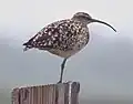 Kahuku area – O'ahu, Hawaii
