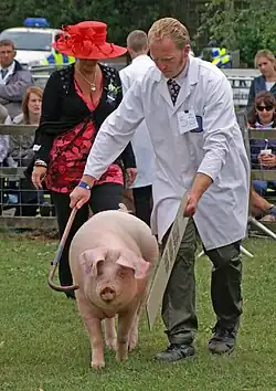 a pink pig with big floppy ears seem head-on
