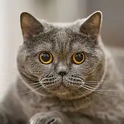 British Blue female