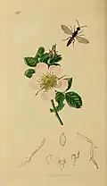 Rosa hibernica depicted in British Entomology (1829) "For the beautiful drawing of 'Rosa Hibernica' (the Belfast Rose) I am indebted to Miss Haliday"