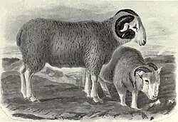 black-and-white illustration of a ram and ewe
