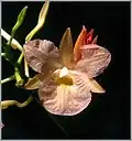 Broughtonia sanguinea - peach colored variety