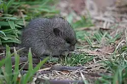 Gray mouse