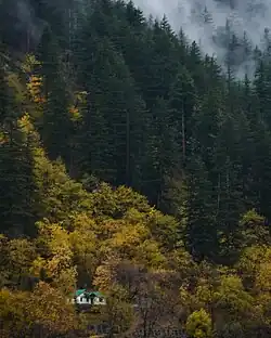 Broadleaved forest in Pangi Valley