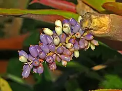 Berries of Aechmea lueddemanniana at Orto Botanico dell'Università di Genova
