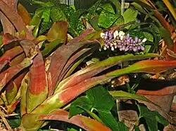 Plant of Aechmea lueddemanniana at Orto Botanico dell'Università di Genova