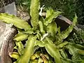 Bromeliad14