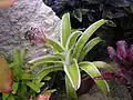 Bromeliad16