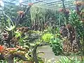 Bromeliad6