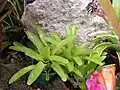 Bromeliad8