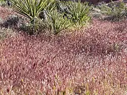 red brome B madritensis ssp. rubens