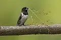 An adult bronze mannikin in Uganda carries the seed head of green Guinea grass for nest-building. Green Digitaria and Sporobolus grasses are also used.[5]