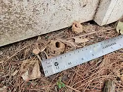 Mud turrets that emerging Brood X cicadas created in Potomac, Maryland near Washington, D.C. (June 30, 2021)