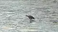 Bathing and searching for food in usual behaviour