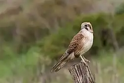 Brown_Falcon_(Falco_berigora)_(14561166691)