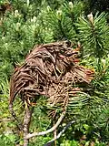 Brown felt blight