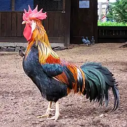 A brown cock